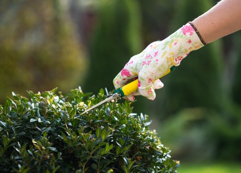 Professional hedge trimming in a Surbiton residential garden