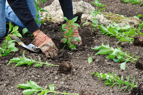 Green garden waste prepared for local recycling and composting