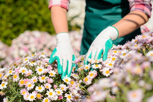 Regular lawn care and weeding for a Surbiton home garden