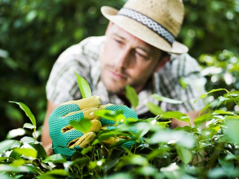 Low-maintenance garden planting for a Surbiton home